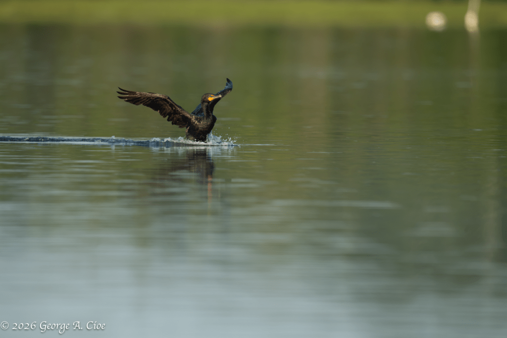 "Almost Home" Double-crested Cormorant