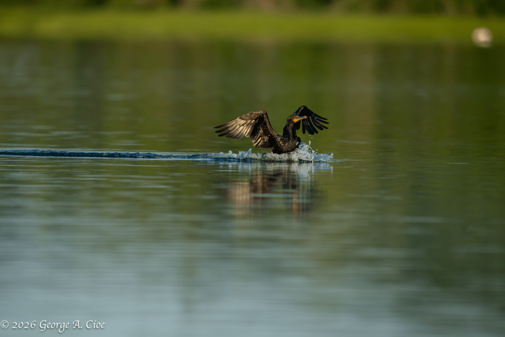"One Last Correction" Double-crested Cormorant