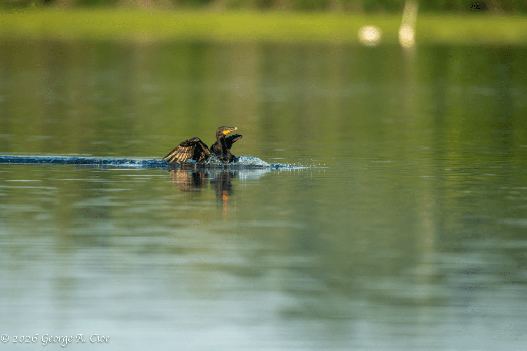 "Landing Complete" Double-crested Cormorant