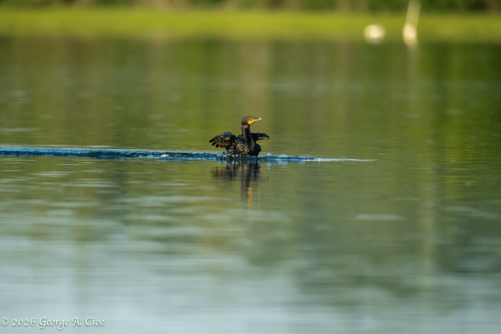 "Ready for the Next Flight" Double-crested Cormorant