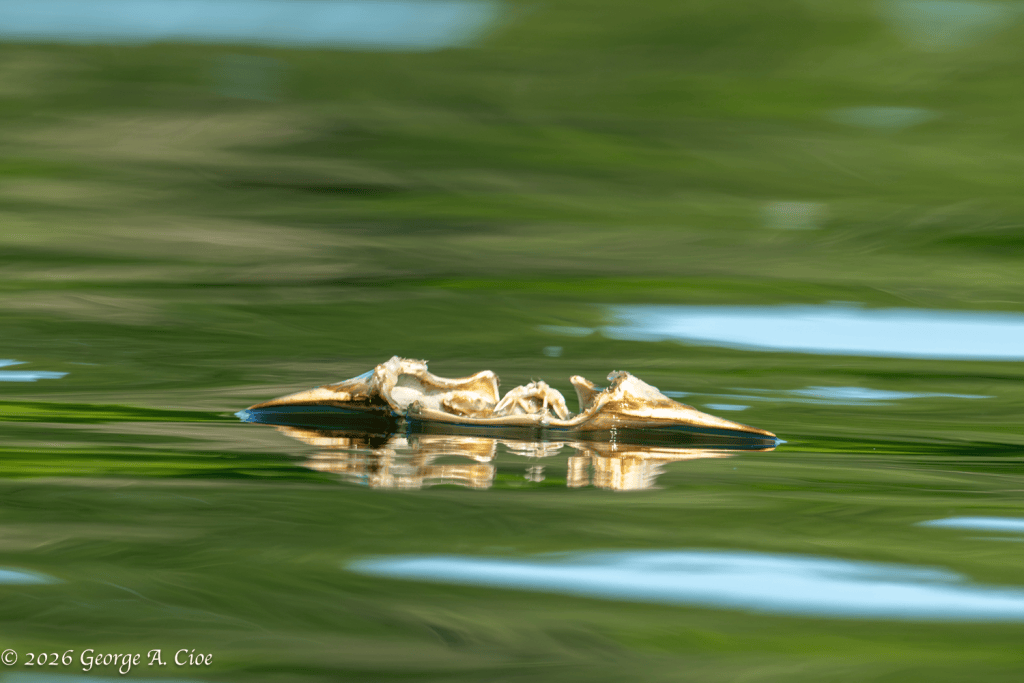 "Yesterday's Lunch, Today's Investigation" Crab-shell Floating on Narrow River