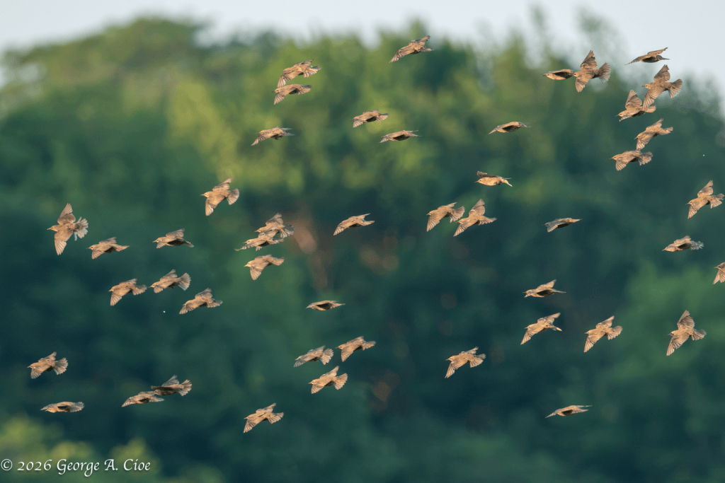 "Into the Green Again" Red-winged Blackbirds, Narrow River