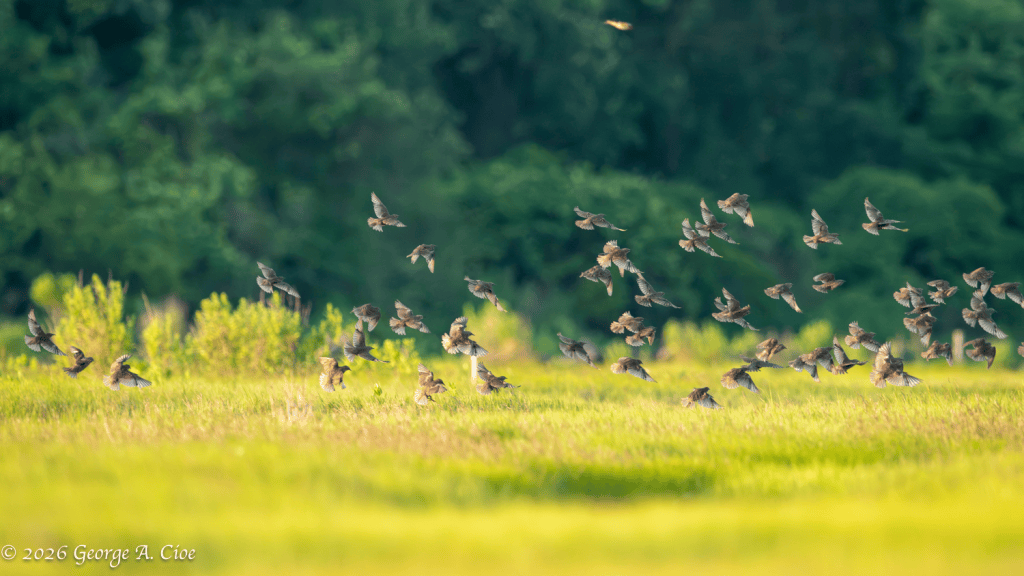 "Back to the Meadow" Red-winged Blackbirds, Narrow River