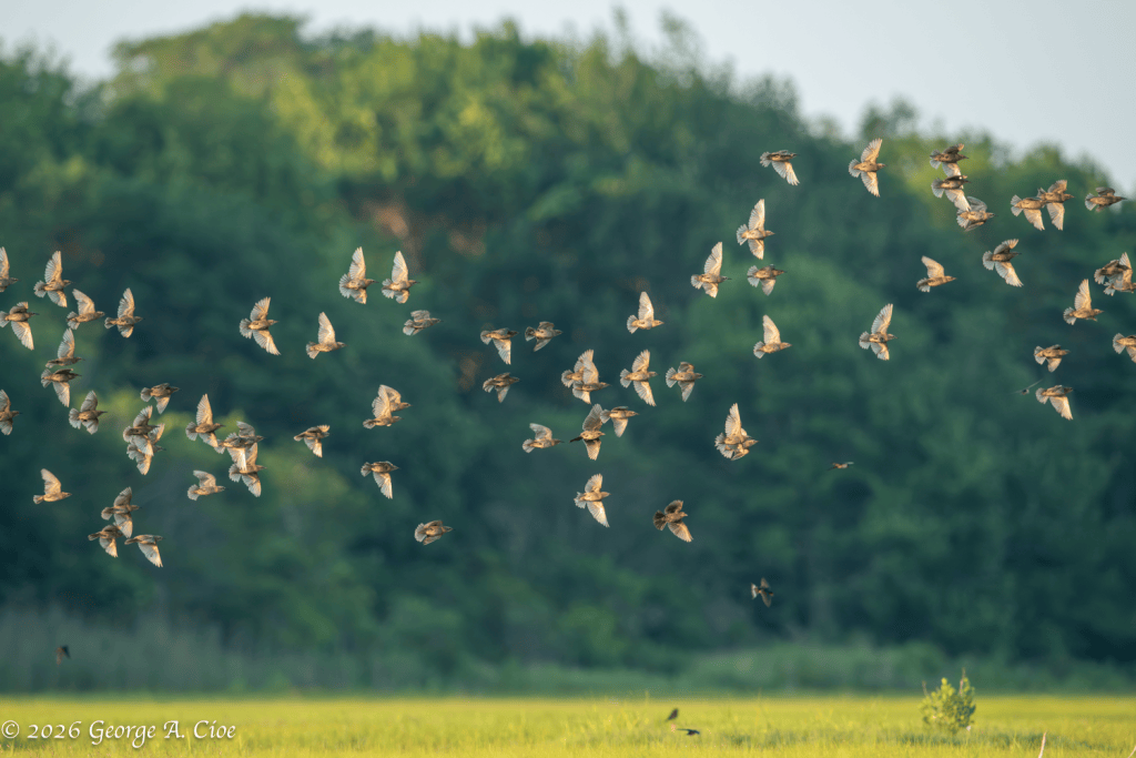 "Rush Hour Begins" Red-winged Blackbirds, Narrow River