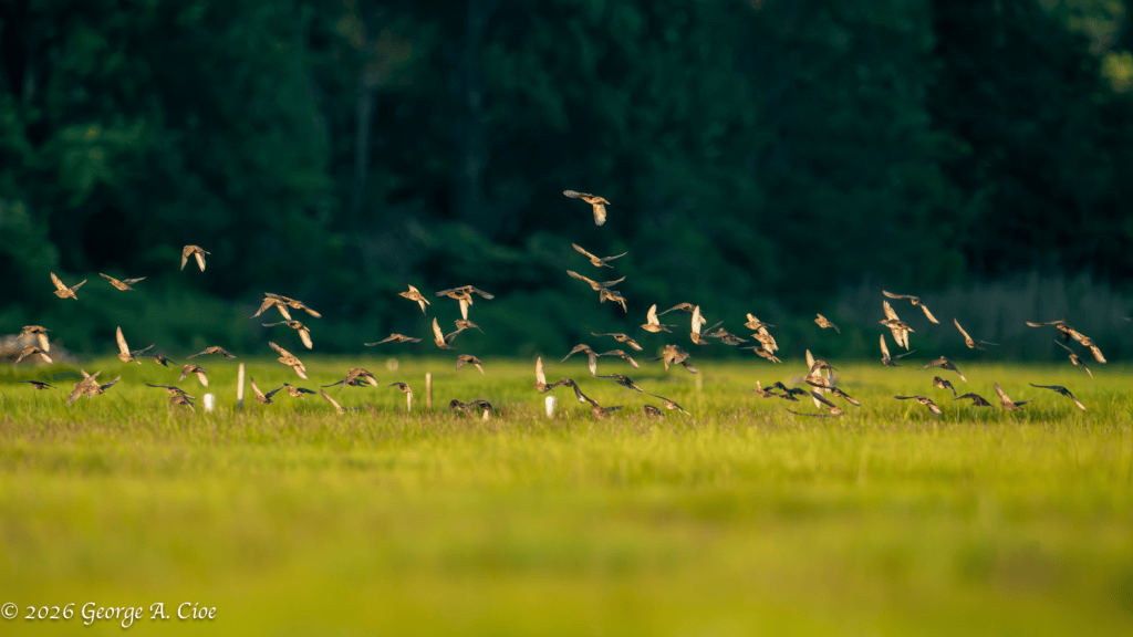 "Lift-Off" Red-winged Blackbirds, Narrow River