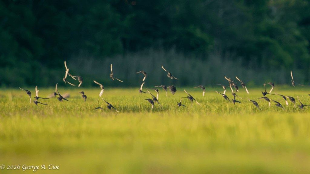 "The Marsh Awakens" Red-winged Blackbirds