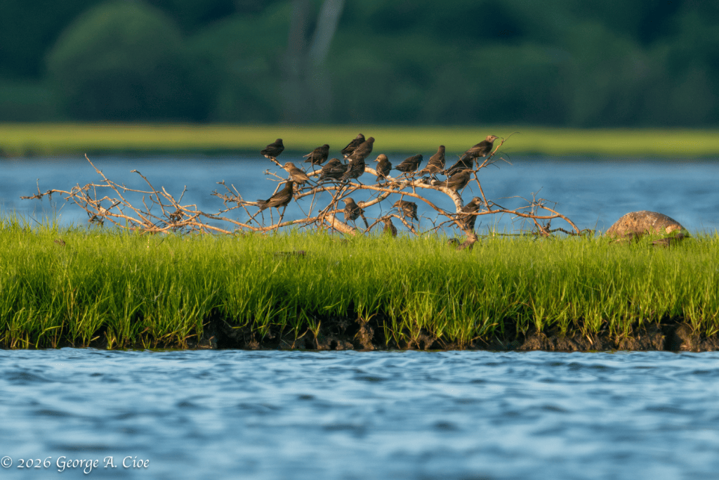 "The Favorite Perch" Red-winged Blackbirds, Narrow River