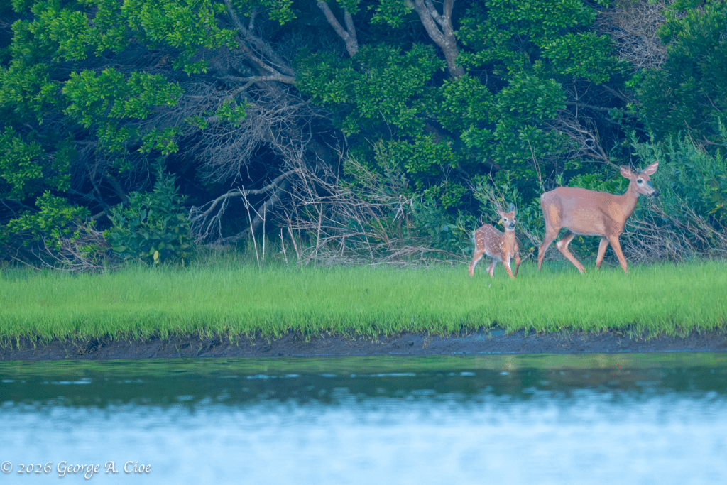 "One Curious Look" White-tailed Doe and Fawn