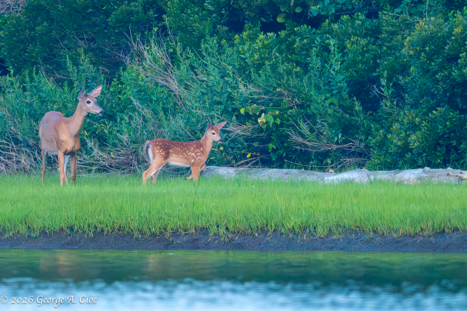 The Spotted Exception: A Unique Doe & Fawn Encounter