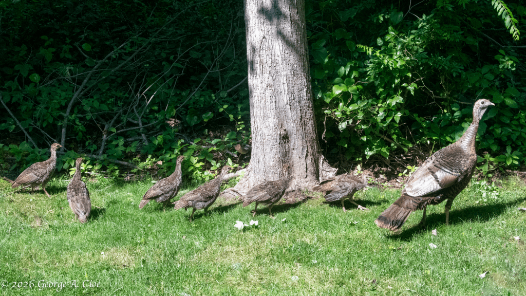 "The Parade Begins" Wild Turkey Brood