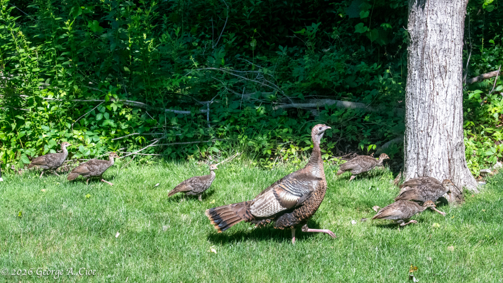 "Six Reasons to Stay Alert" Wild Turkey Brood