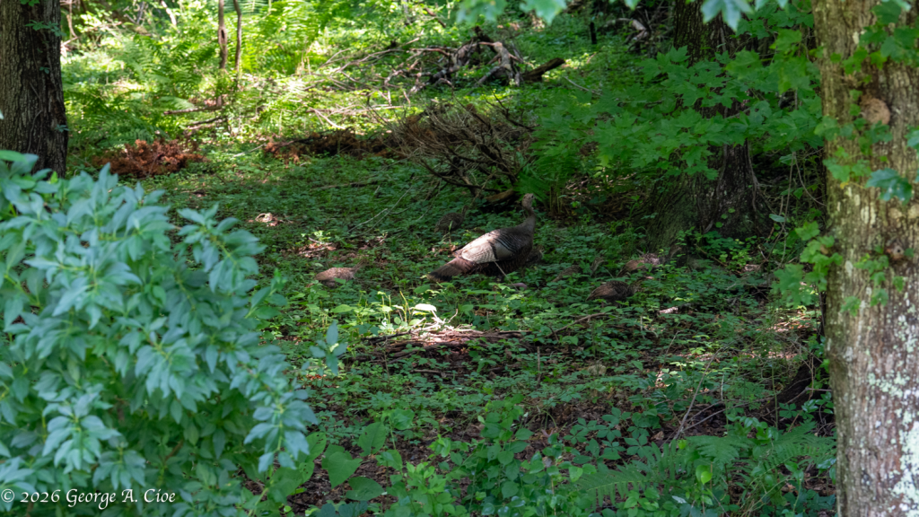 "Into Nature's Blanket" Wild Turkey Brood