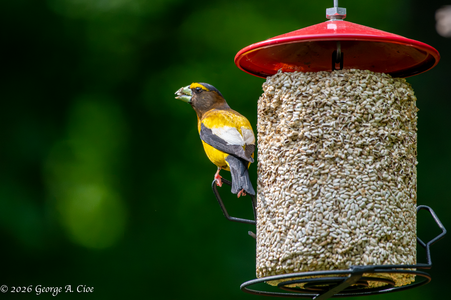 Finchenstein Returns for Amazing Safflower Seeds