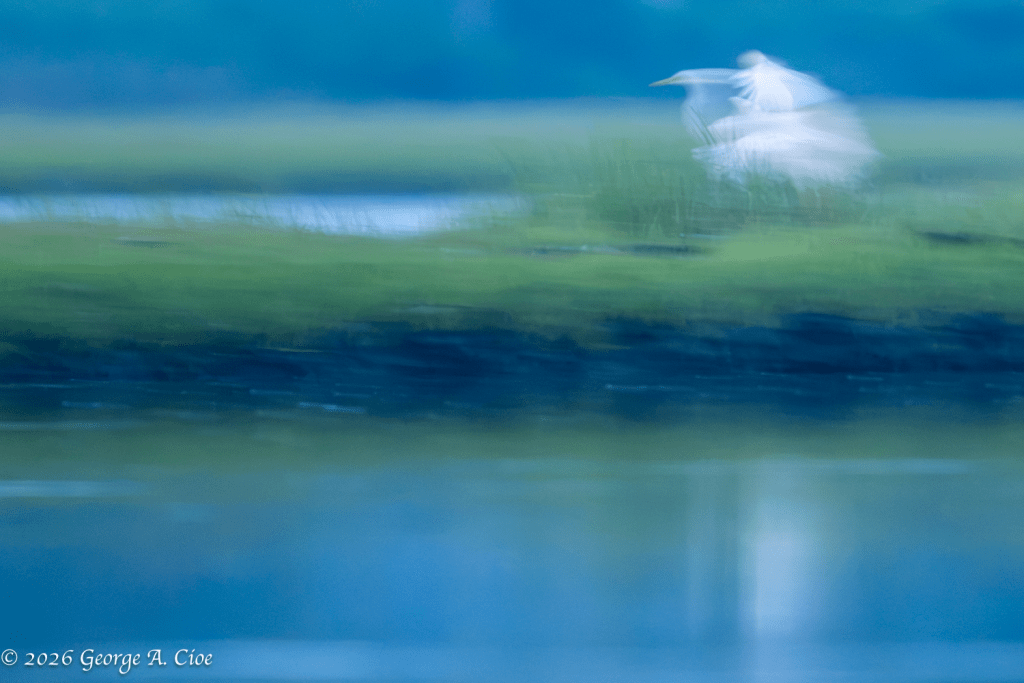 "Whispers Before Sunrise" Great Egret