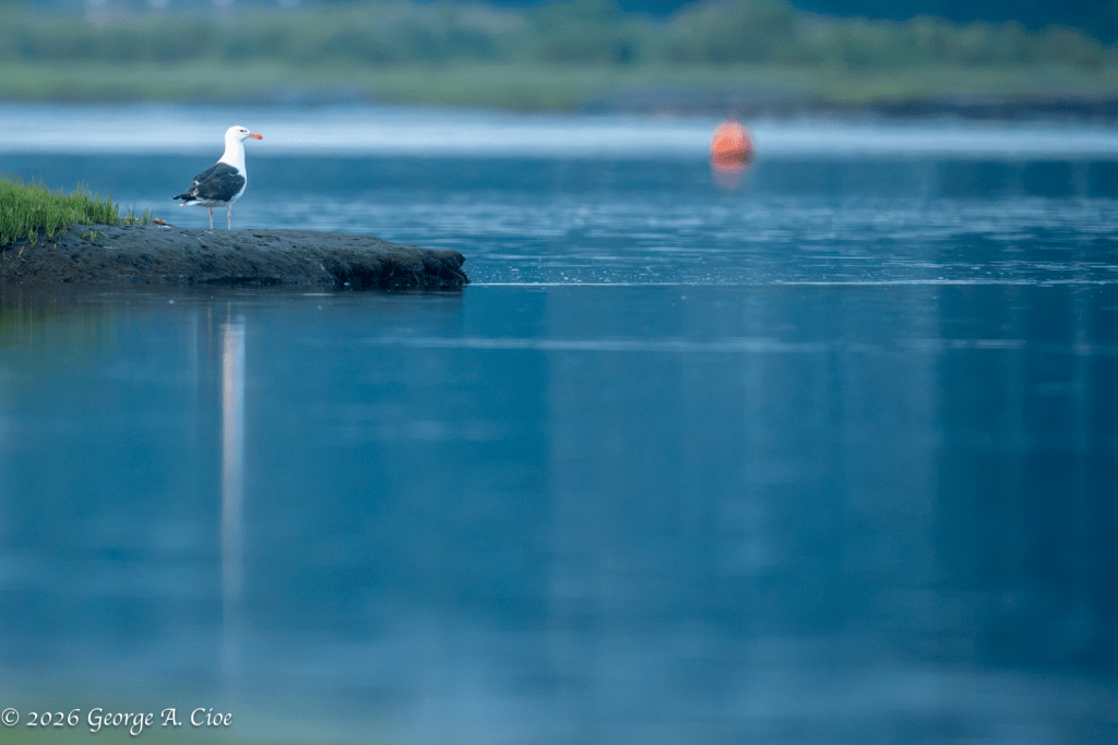 Morning Sentinel (Great Black-backed Gull)