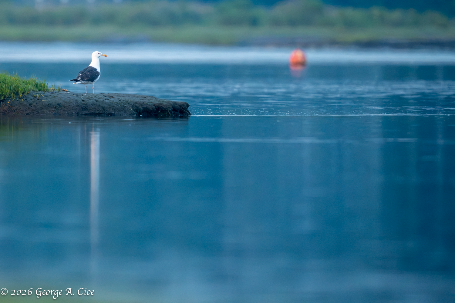 One Hour. One River. One Hundred Reasons to Observe Wildlife.