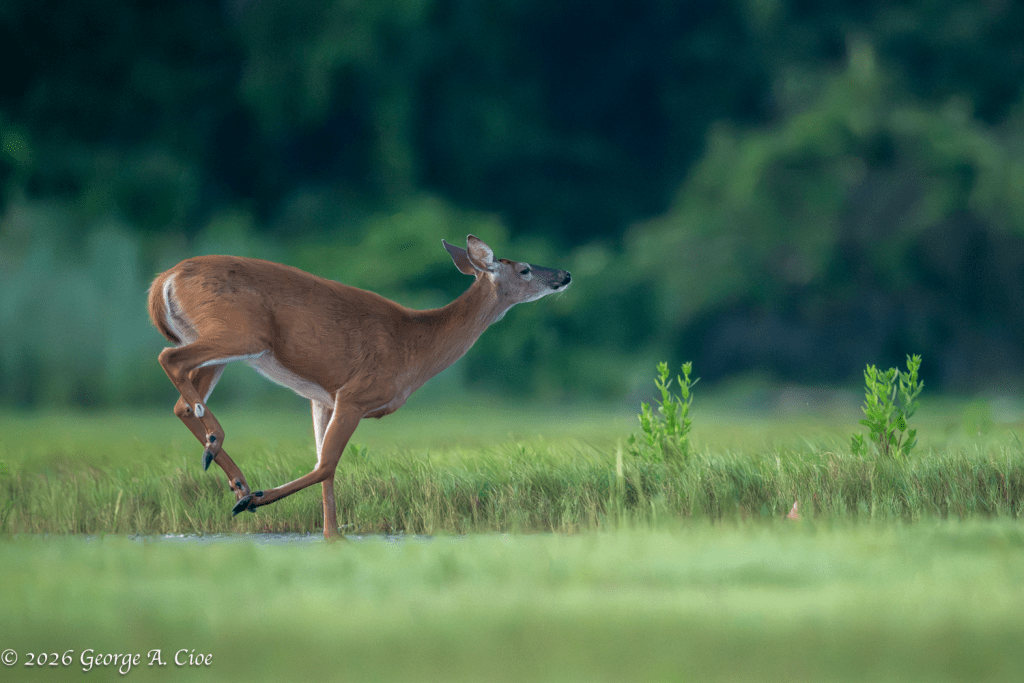 "The Warm-Up Stretch" White-tailed Doe