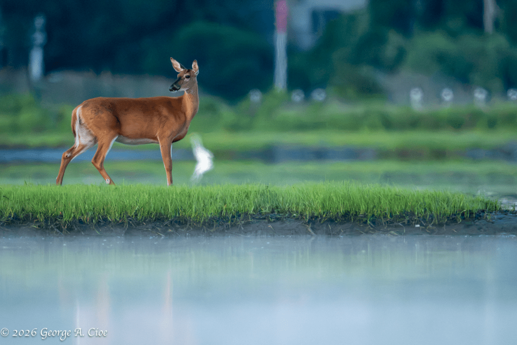 "Nothing to See Here" White-tailed Doe