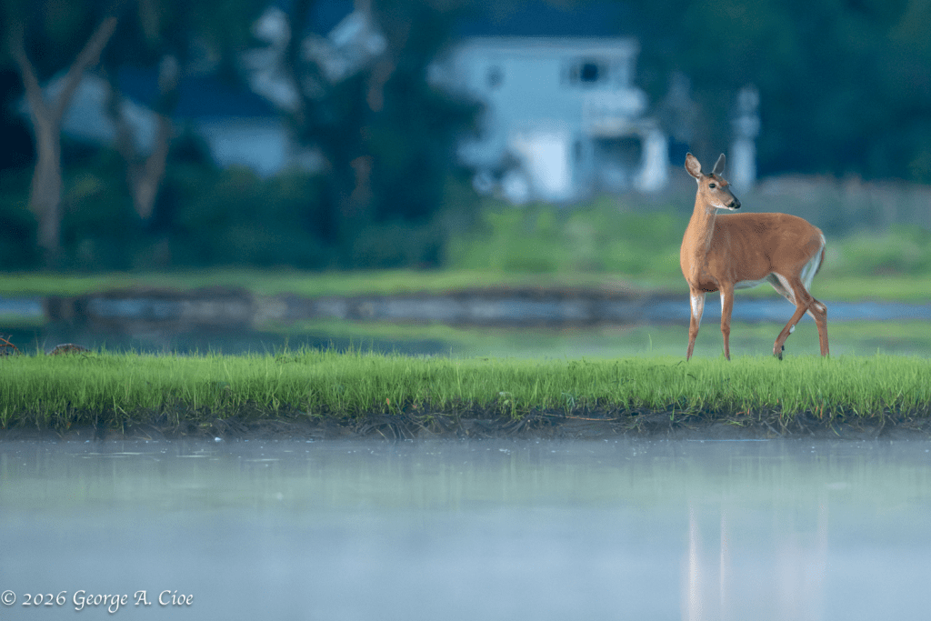 "The Calm Before the Crazy" White-tailed Doe