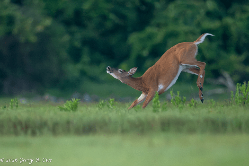 "Zero to Rodeo in 0.2 Seconds" White-tailed Doe
