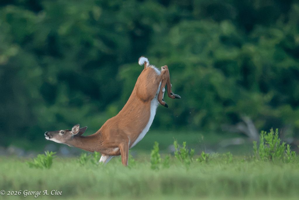 "Rear-Wheel Drive" White-tailed Doe