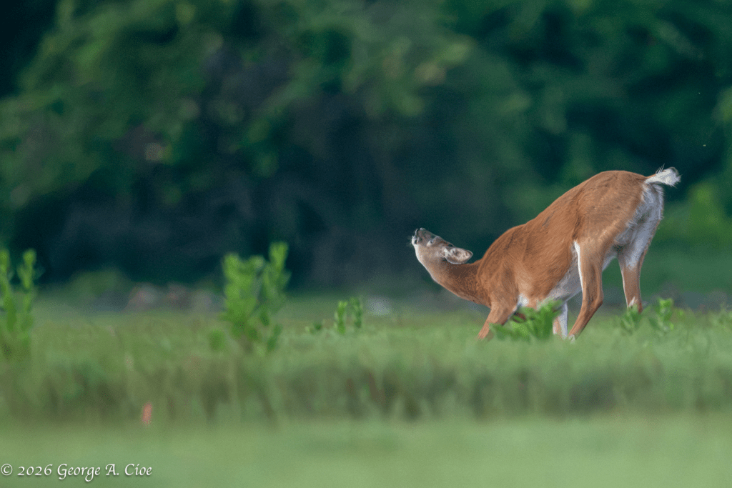 "The Flying Buckaroo" White-tailed Doe