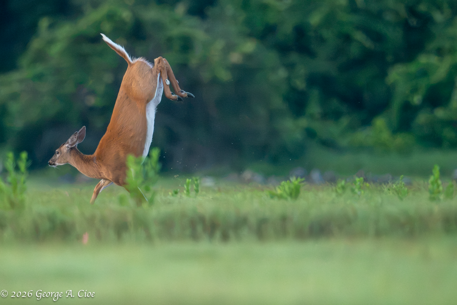 LSD – Loco Swinging Deer: An Unbelievable Wildlife Encounter