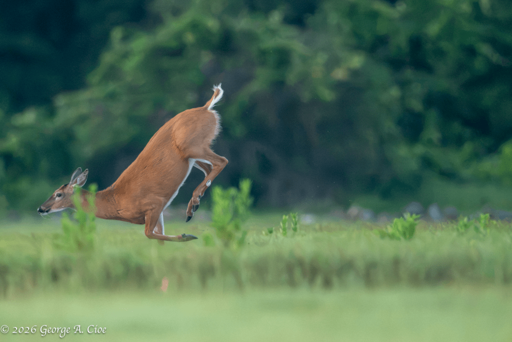 "And... Back to Being a Deer" White-tailed Doe