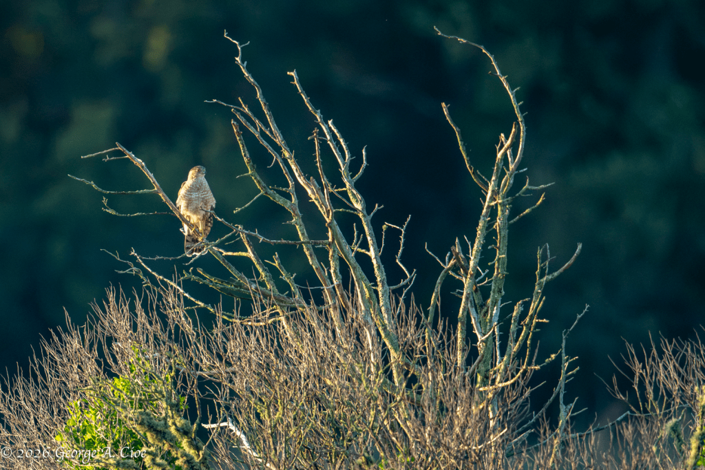 "The King's Observation Tower" Cooper's Hawk