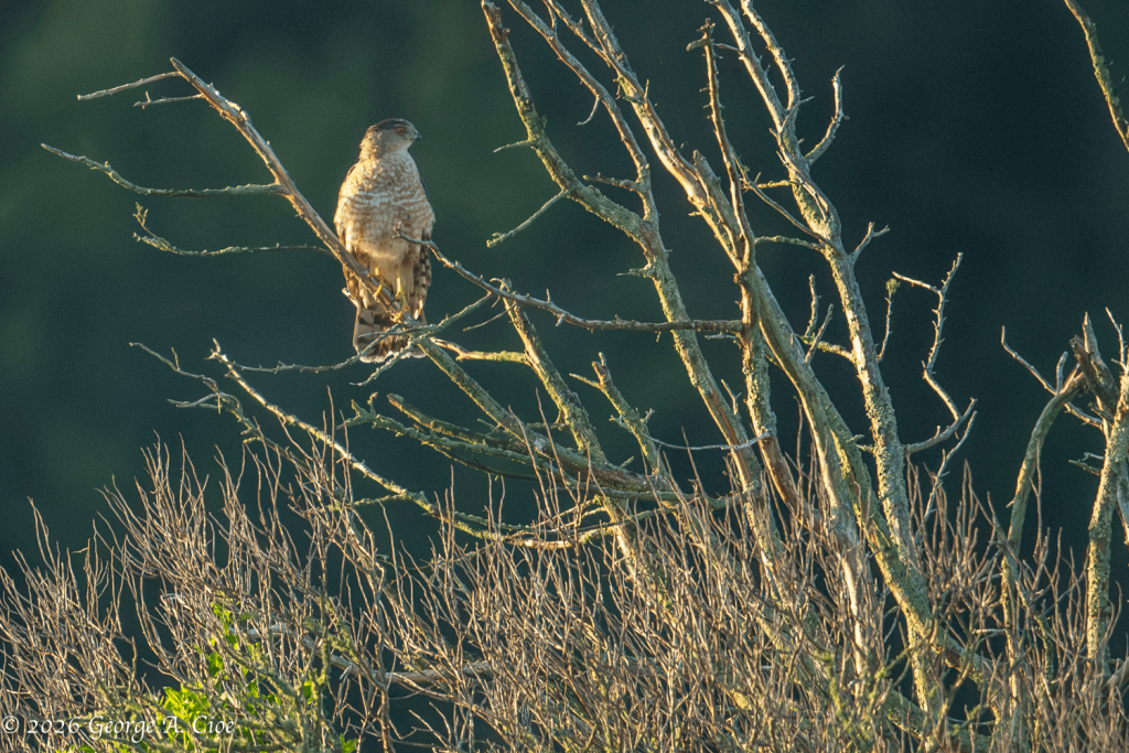 "Eyes That Miss Nothing" Cooper's Hawk