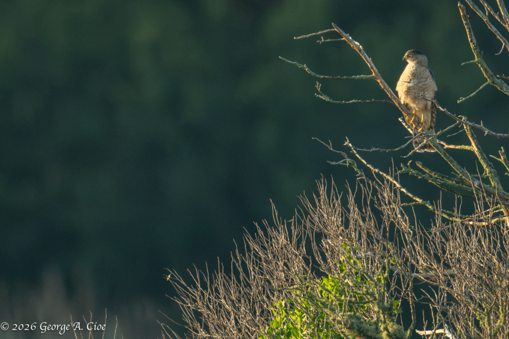 "The Watchman of the Marsh" Cooper's Hawk
