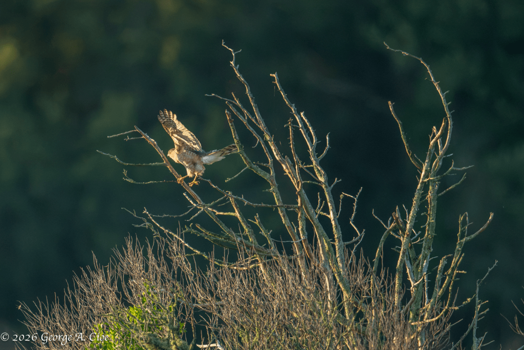 "Launch Sequence" Cooper's Hawk