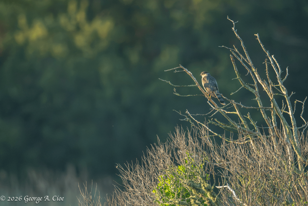 "The Silent Sentinel" Cooper's Hawk