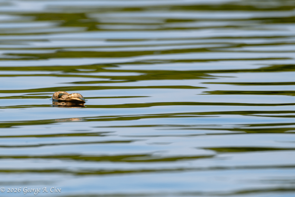 "The Floating UFO" Narrow River
