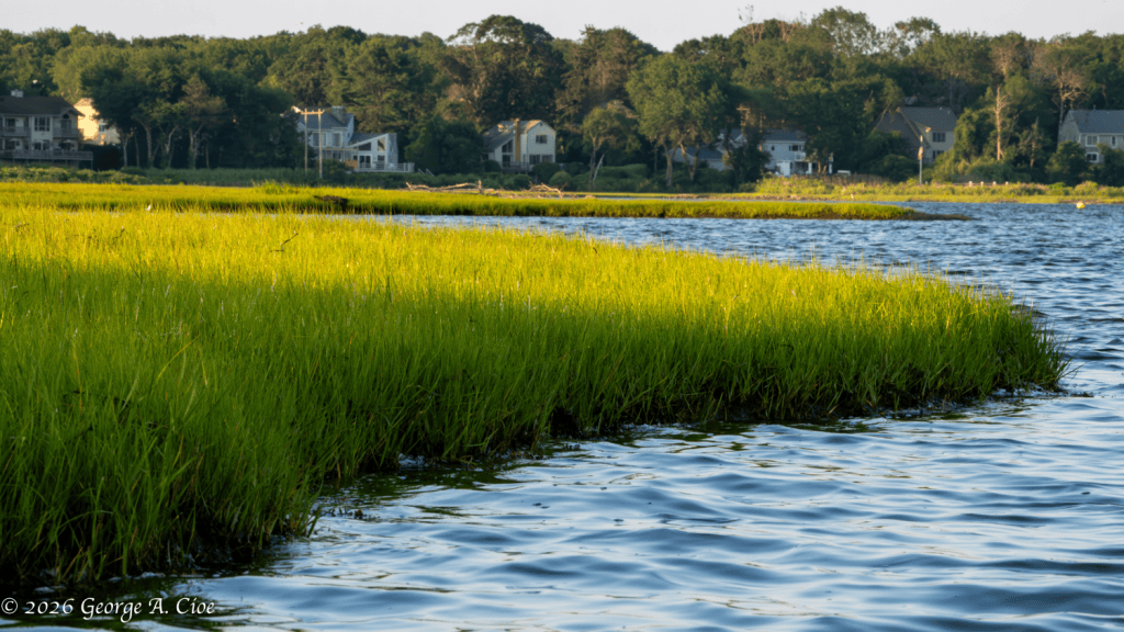 "Morning Light on the Marsh" Narrow River