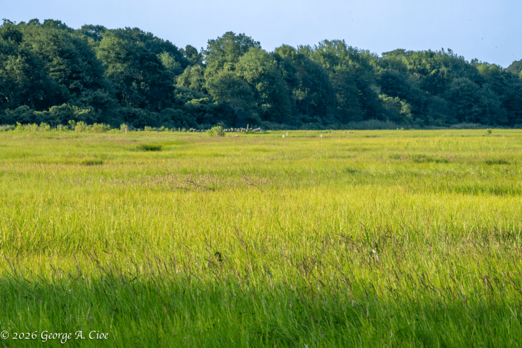 "An Ocean of Grass" Narrow River