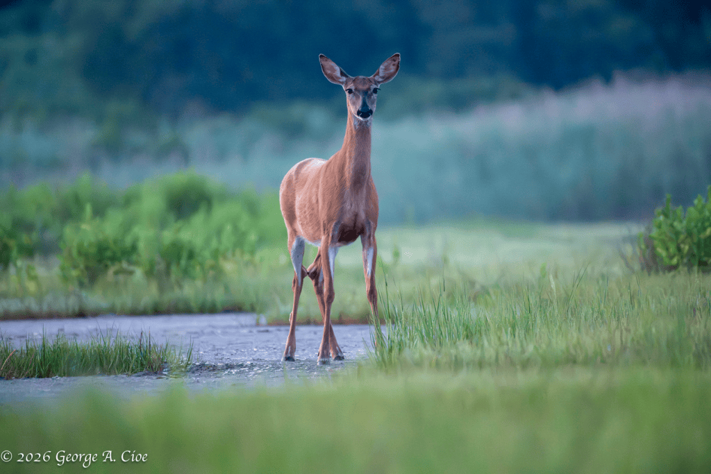 "Who's Watching Whom?" White-tailed Doe