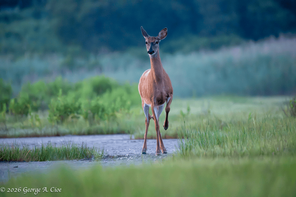 "Houston... We Have a Situation" White-tailed Doe - Foot Stomp