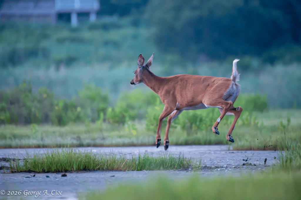"The Launch Sequence" White-tailed Doe - Airborne pivot