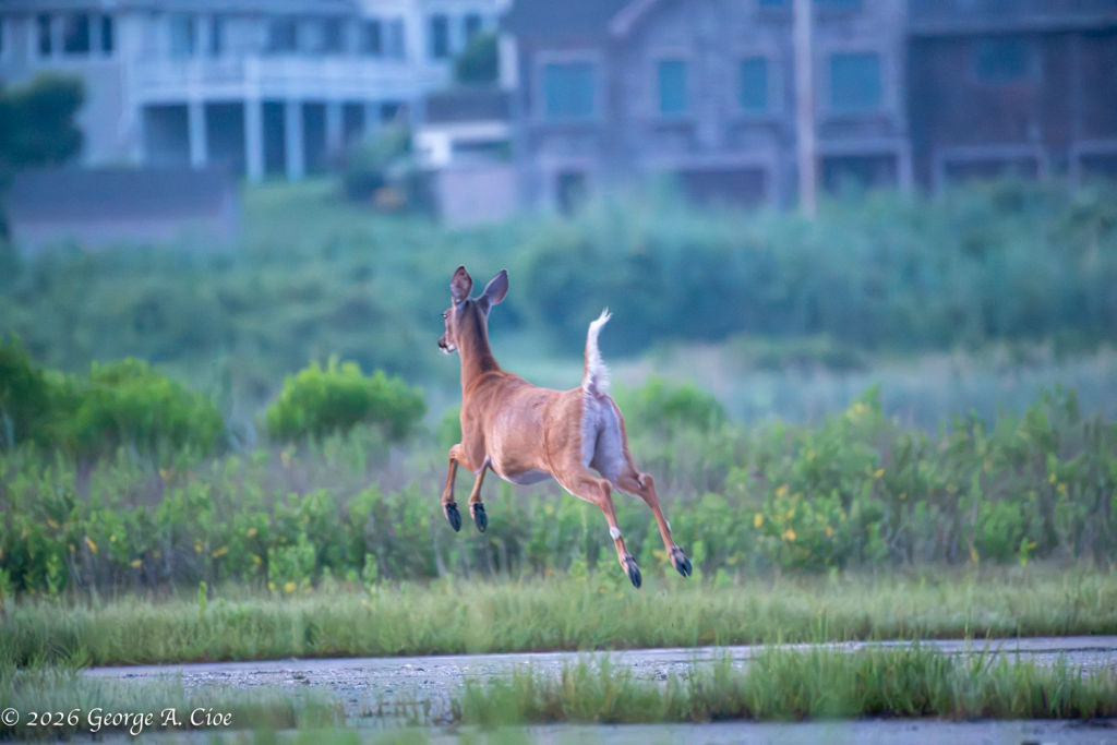 "Powered by Pure Panic" White-tailed Doe