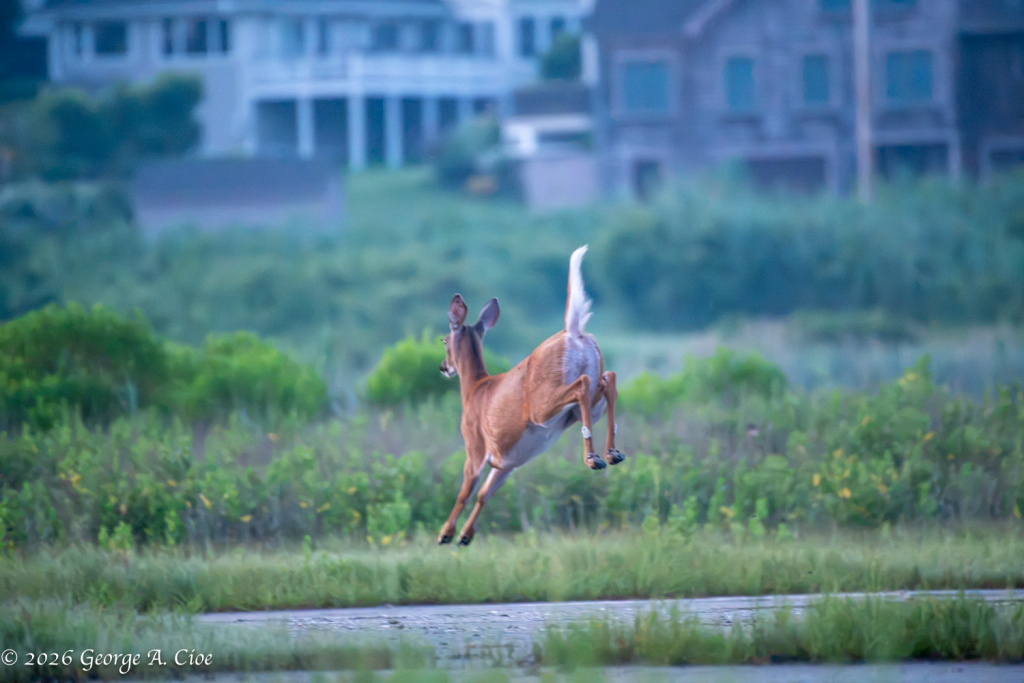 "Flight Mode: Activated" White-tailed Doe