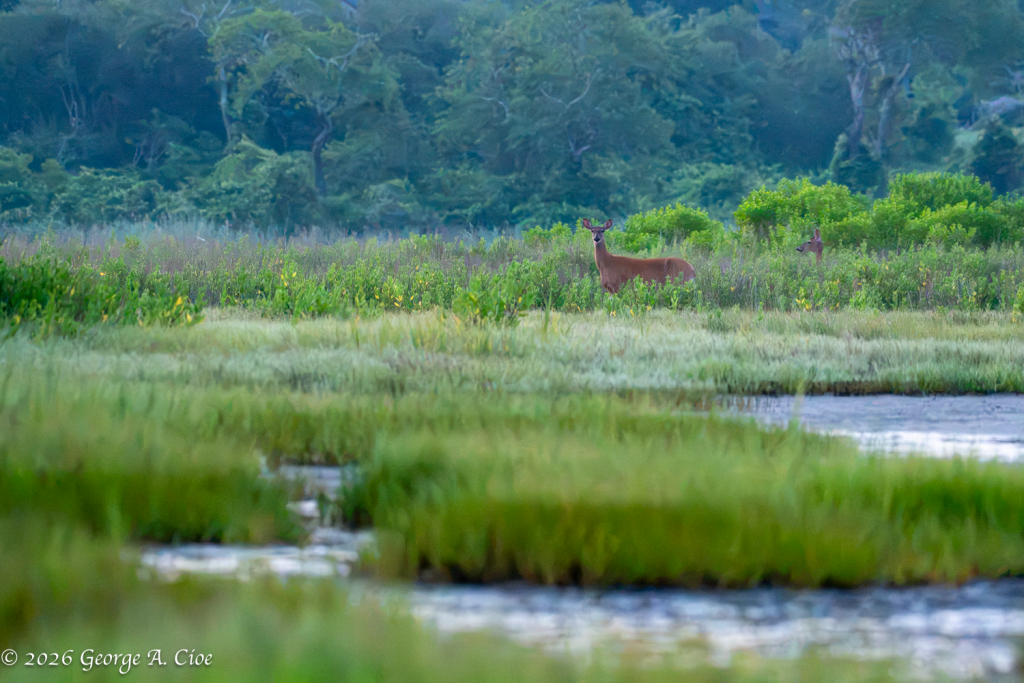 "Are You Still There?" White-tailed Doe