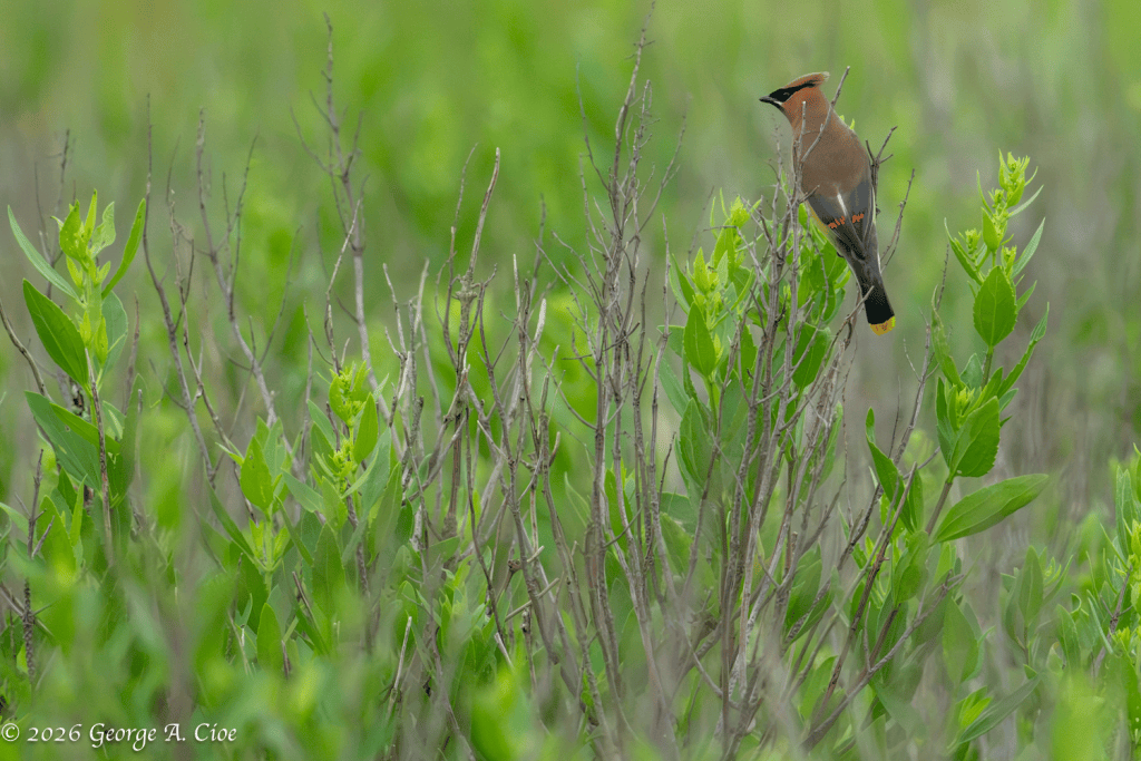 "The First Hint of Magic" Cedar Waxwing