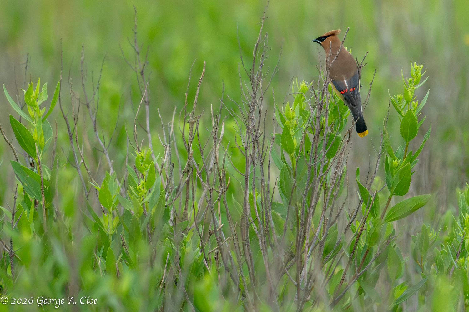 Wonderful Wandering Waxwings: Stunning Sightings Await