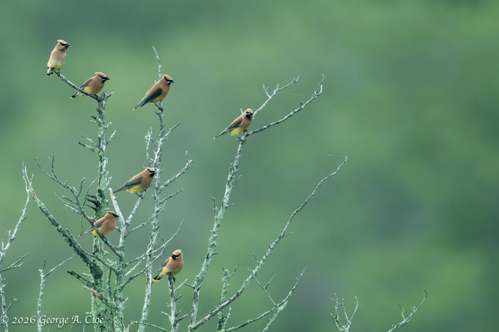 "Wait...Where Did All These Guys Come From?" Cedar Waxwings