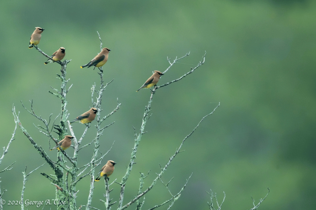 "The Neighborhood Watch Committee" Cedar Waxwings