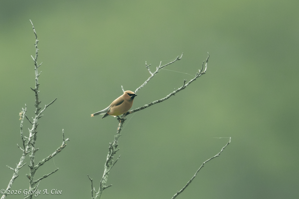 "The Airbrushed Bird" Cedar Waxwing