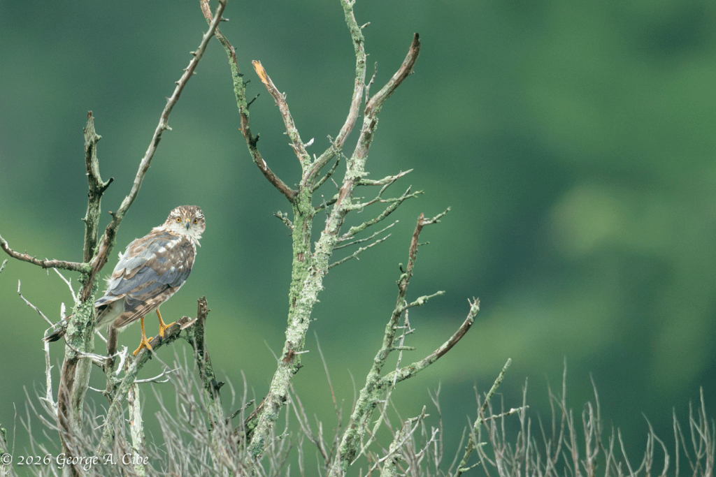 "Eye to Eye" Juvenile Cooper's Hawk