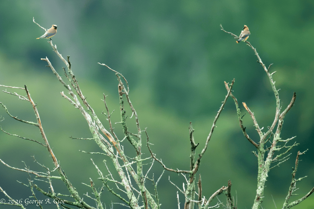 "The Wandering Philosophers" Cedar Waxwings