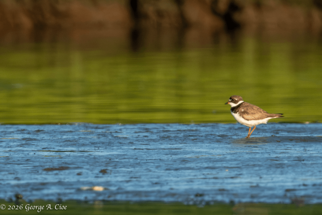 Tiny Traveler, Big Journey (Semipalmated Plover)